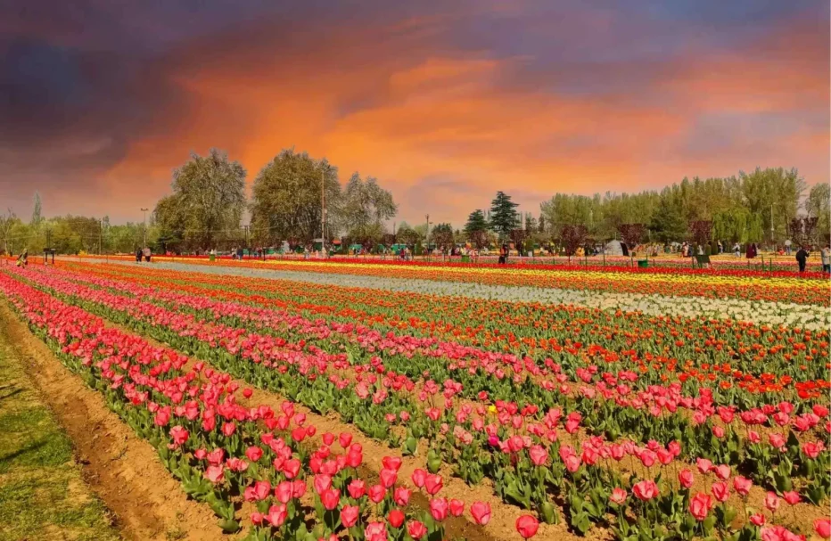 Tulip-Garden-TravelBlissKashmir